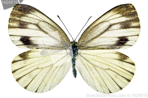 Image of butterfly isolated    