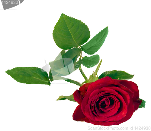 Image of  red rose isoalted