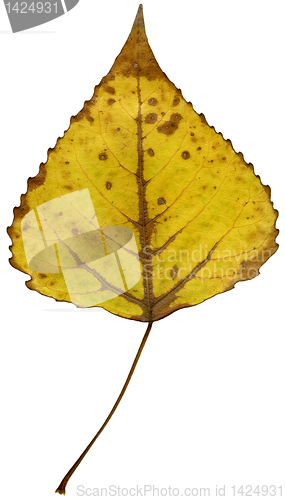 Image of  leaf of  poplar isolated