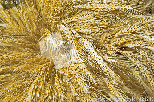 Image of wheat spikes