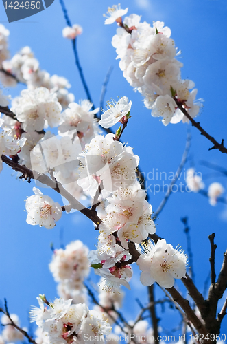 Image of apricot bloom.