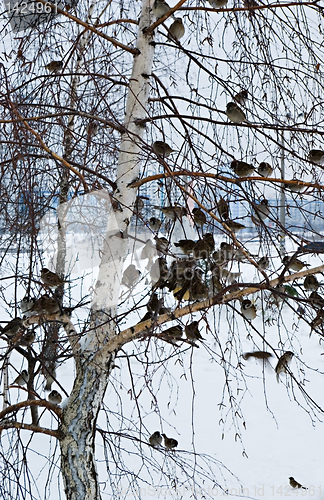 Image of A flock of sparrows