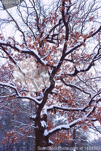 Image of Old oak tree