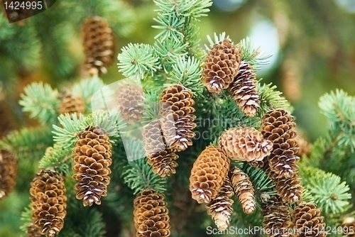 Image of Spruce cones