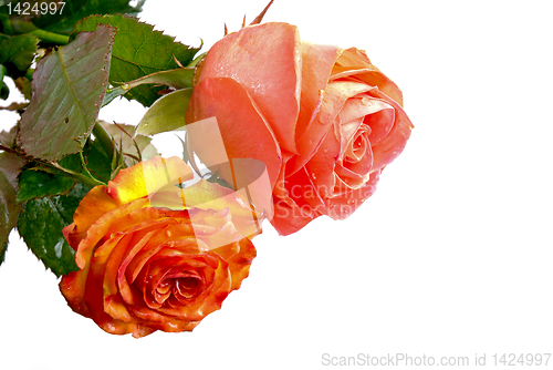 Image of roses