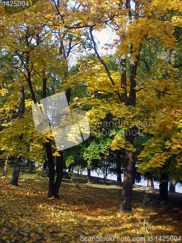 Image of Autumn forest