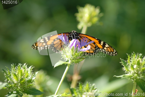 Image of Monarch butterfly