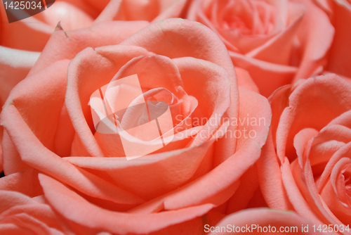 Image of roses