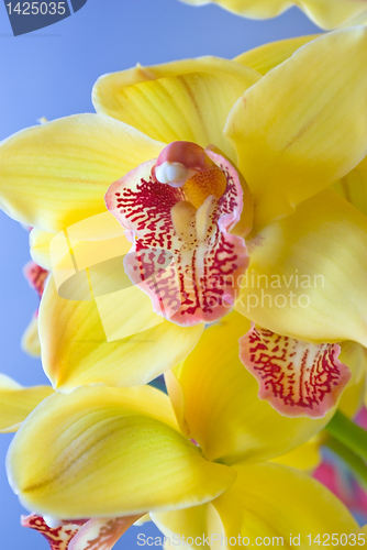 Image of yellow orchid