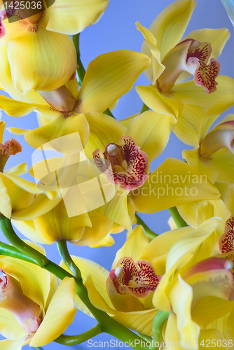 Image of yellow orchid