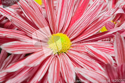 Image of Pink Chrysanthemum