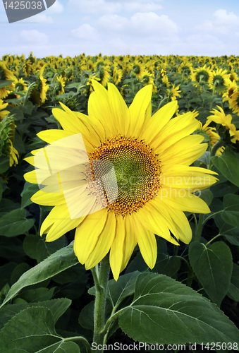 Image of Closeup of a yellow sunflowers