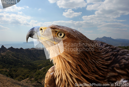 Image of golden eagle