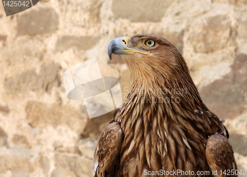 Image of eagle