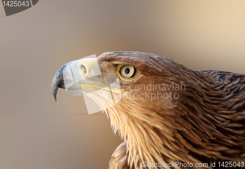 Image of golden eagle head 