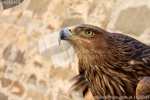 Image of golden eagle