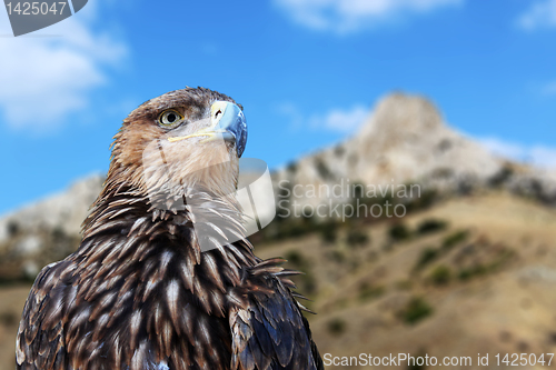 Image of golden eagle