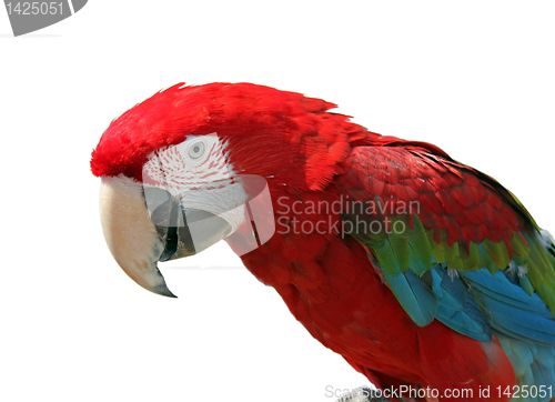 Image of macaw