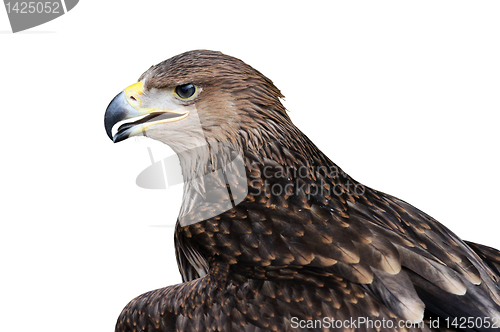 Image of golden eagle