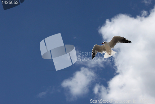 Image of seagull