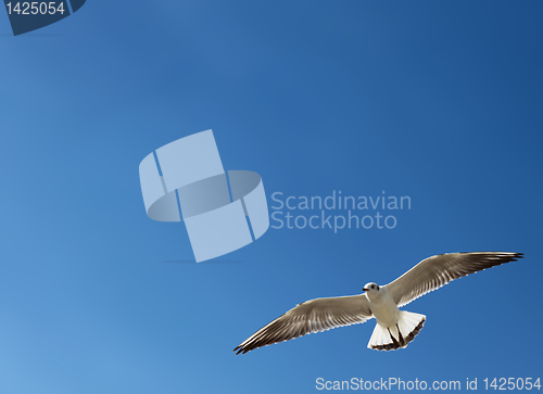 Image of seagull over blue sky