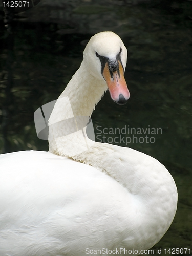 Image of white swan