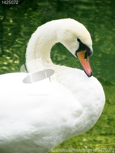 Image of white swan