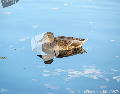 Image of grey duck