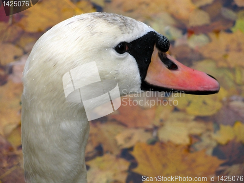 Image of white swan stare