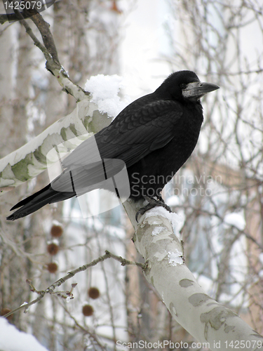 Image of black raven