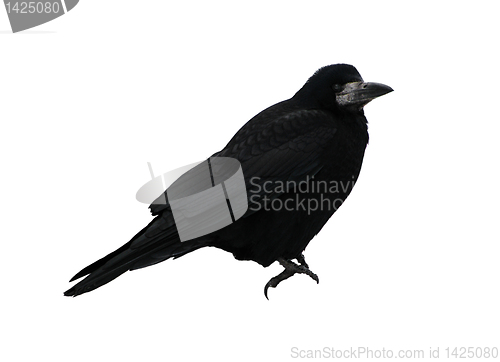 Image of black raven