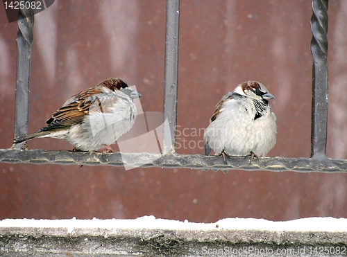 Image of two sparrows