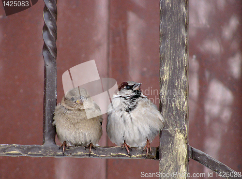 Image of couple of sparrows