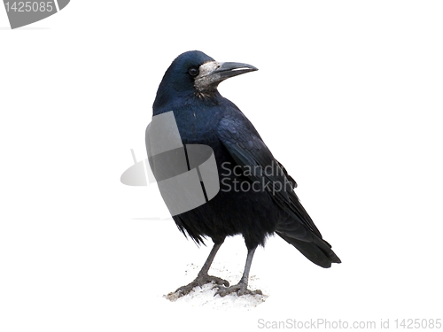 Image of black raven