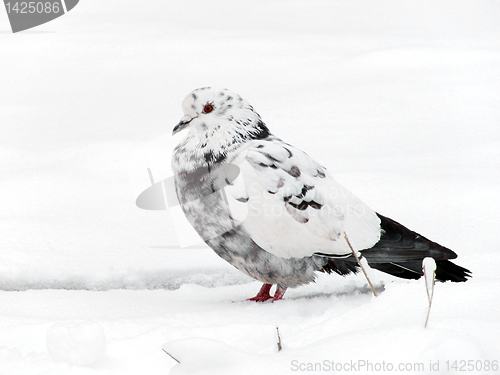 Image of dove