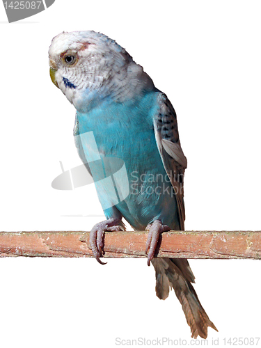 Image of parrot 