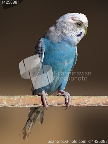 Image of parrot in a cage   