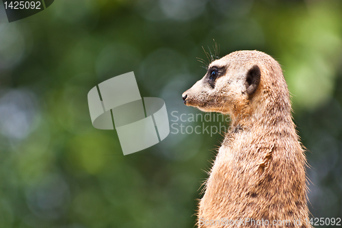 Image of Suricata suricatta