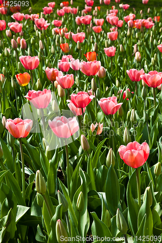 Image of Spring tulips impregnated by the sun