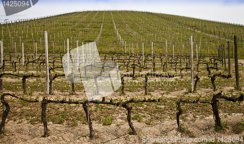 Image of Barbera vineyard - Italy