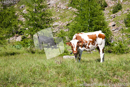 Image of Cows and Italian Alps