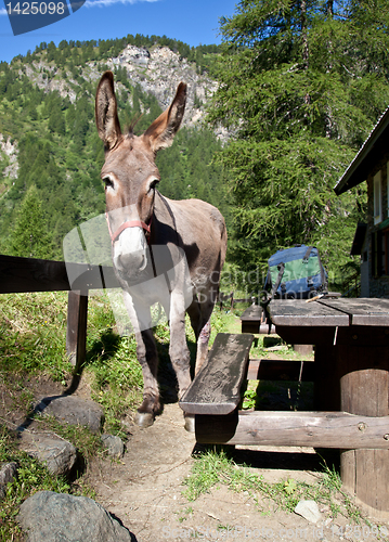 Image of Donkey close up