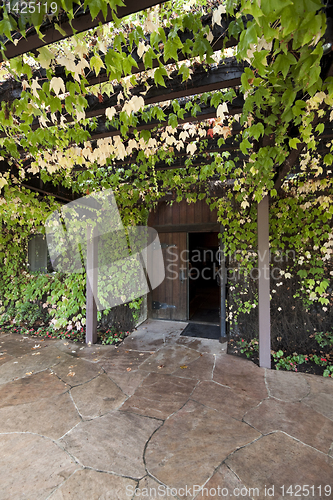 Image of Vine Covered Trellis