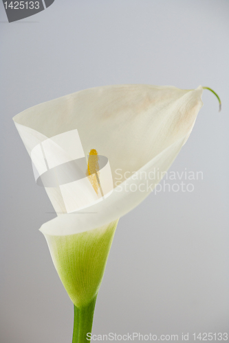 Image of white calla