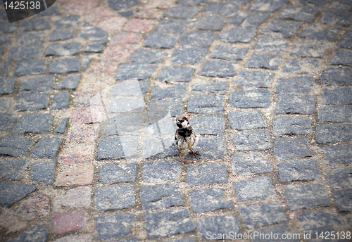 Image of little sparrow in a brick street