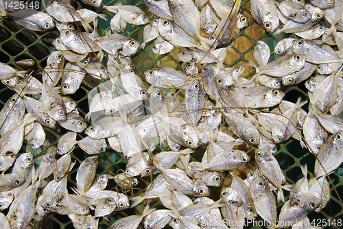 Image of Dried Fish