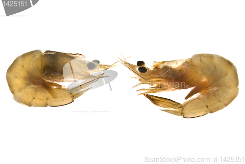 Image of Shrimps