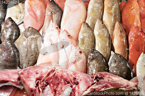 Image of Fish for Sale