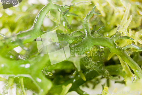 Image of Seaweed