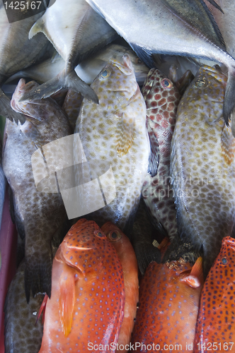 Image of Rock Cod